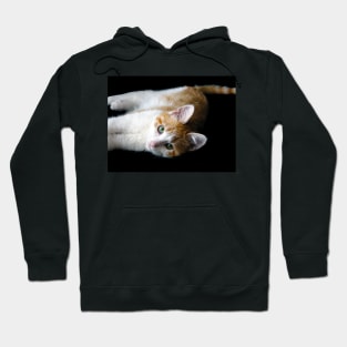 Domestic red kitten Hoodie